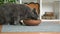A gray cat cats dry food from a brown bowl. The cat chartreuse cats dry food.