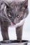 gray cat, with copper-yellow eyes, sits beside the forehead of the stern and sticks out his tongue to lick the field of delicious