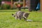 Gray cat eating fish on the grass