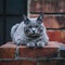 Gray cat enjoys a peaceful moment atop rustic brick surface