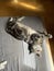 Gray cat falls asleep under the sun on the bed