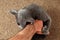 Gray cat grabbed the hand claws and bites