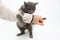 Gray cat grabbed his hand paws on white background