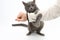 Gray cat grabbed his hand paws on white background