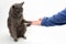 Gray cat grabbed his hand paws on white background