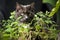 Gray cat with green eyes loves to eat the catnip plant