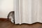 Gray cat hides behind curtain. Tail and hind paws stick out from behind curtain