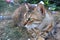 Gray Cat in Istanbul Park Leading on Grass in a Park.