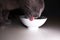 Gray cat licking their bowl