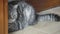 Gray cat lies in ambush and wags its tail