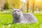 Gray cat lies on the lawn. Pet for a walk. Pet is afraid of the street. An article about walking cats. An article about the fear