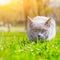 Gray cat lies on the lawn. Pet for a walk. Pet is afraid of the street. An article about walking cats. An article about the fear
