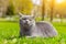 Gray cat lies on the lawn. Pet for a walk. Pet is afraid of the street. An article about walking cats. An article about the fear