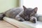 Gray cat Nebelung cat is lying on the windowsill at home