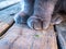 Gray cat paws on the wooden floor.