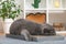 A gray cat is playing on scratching post. Cardboard scratching post. A gray cat is caressing on a scratching post. A cat