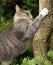 Gray cat playing with tree trunk in a garden