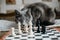 The gray cat plays chess with white pieces and is angry that he is losing. Chess with a business cat