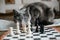 The gray cat plays chess with white pieces and is angry that he is losing. Chess with a business cat