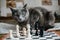 The gray cat plays chess with white pieces and is angry that he is losing. Chess with a business cat