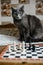 The gray cat plays chess with white pieces and is angry that he is losing. Chess with a business cat