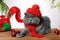 A gray cat in a red knitted hat and scarf sits on a wooden background in New Year`s decorations. Gift bag.