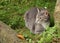 Gray cat resting in green grass in a garden