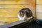 Gray cat resting on the porch railing, rural life.