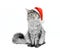 Gray cat in Santa suit