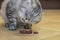 Gray cat Scottish Fold eats meat, on the ceramic floor