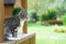 Gray Cat Sit On Porch. Sideview Of Gray Cat Sitting On Wooden Stoop And Looking On The Green Garden Background