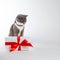 A gray cat sits near a gift with red ribbon on white background. The concept of congratulations on holiday, Valentine`s Day, wome