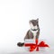 A gray cat sits near a gift with red ribbon on white background. The concept of congratulations on holiday, Valentine`s Day, wome