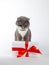 A gray cat sits near a gift with red ribbon on white background. The concept of congratulations on holiday, Valentine`s Day, wome