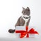 A gray cat sits near a gift with red ribbon on white background. The concept of congratulations on holiday, Valentine`s Day, wome