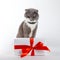 A gray cat sits near a gift with red ribbon on white background. The concept of congratulations on holiday, Valentine`s Day, wome