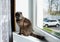 Gray cat sits on a windowsill