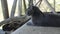 Gray cat sits on wooden boards in the barn