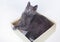 Gray cat sitting in a cardboard box. White background. Isolate.