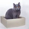 Gray cat sitting in a cardboard box. White background. Isolate.