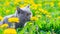 A gray cat is sitting in dandelions. Cat in the flowers. A beautiful photo on the cover of a notebook, album, puzzle. Bright photo