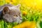 A gray cat is sitting in dandelions. Cat in the flowers. A beautiful photo on the cover of a notebook, album, puzzle. Bright photo