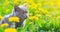 A gray cat is sitting in dandelions. Cat in the flowers. A beautiful photo on the cover of a notebook, album, puzzle. Bright photo