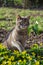 Gray cat sitting in flowers. Cat in the garden