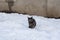 The gray cat is sitting in the snow. Street yard cat walks.
