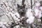 Gray cat sitting in a tree looking at the camera, outdoor