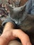 Gray cat sleeping funny against someones arm