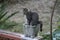 Gray cat sleeping inside a garden pot