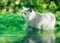 A gray cat sneaks into a big puddle in a green sunny garden.