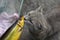 Gray cat sniffs brown smoked herring fish